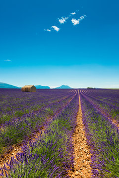 Barn in Lavender Field in Southern France