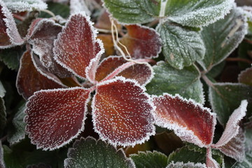 White frost on red strawberry leaves