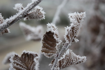 White frost on leaves