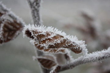 White frost on beech leaf