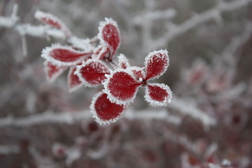 White frost on red leaves