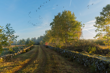 Farmland Landscape with birds flying over