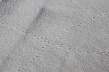 Mouse footprints in snow