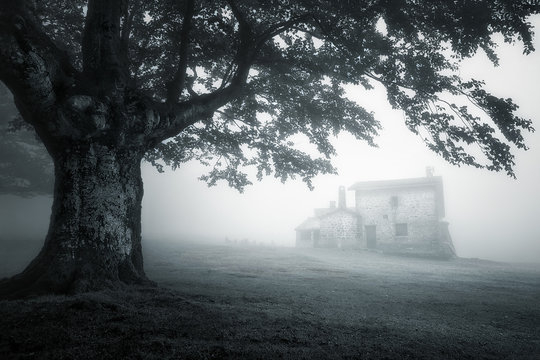 Fototapeta mysterious house in foggy forest