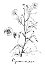 Hand drawn botanic on white background