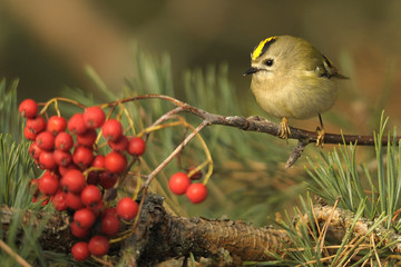 Regulus regulus on a tree