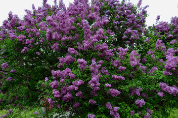 Big lilac bush during the spring bloom