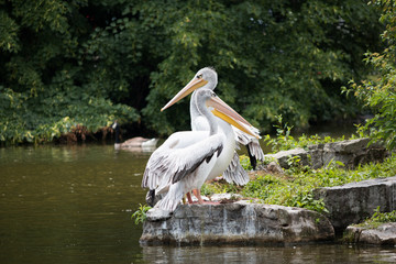 Pelicans