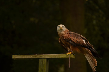 Beautiful hawk landed on a wooden perch