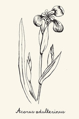 Hand drawn botanic on ecru background