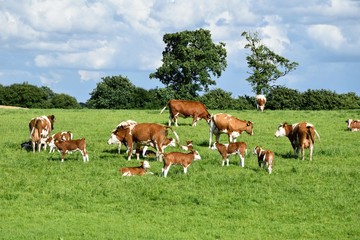 Fototapeta na wymiar Milchkühe auf der Wiese. Rinder mit Jungtieren. 
