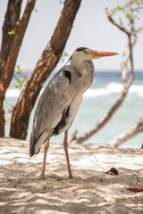 Reiher an tropischem Strand