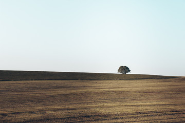 Obraz premium beautiful landscape and lone tree in the fields