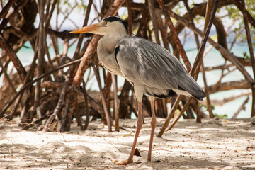 Reiher vor Mangroven an tropischem Strand