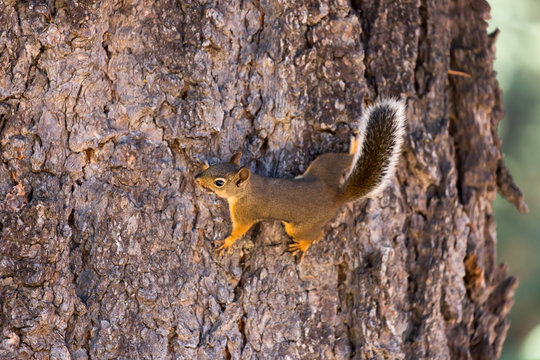 American Red Squirrel (Tamiasciurus hudsonicus) on tree trunk. Yosemite National Park, California, USA.