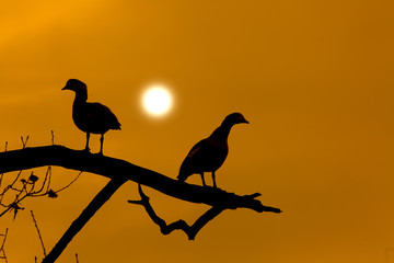Egyptain Goose Alopochen aegyptiacus pair sitting in oak tree at sunset