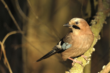 bird Garrulus glandarius 
