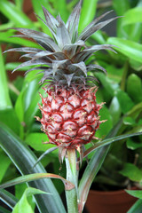 Pineapple / Young fruit of the pineapple in a plantation 