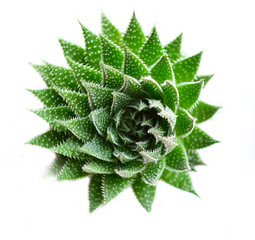 Aloe Aristata - Healing Plant Isolated