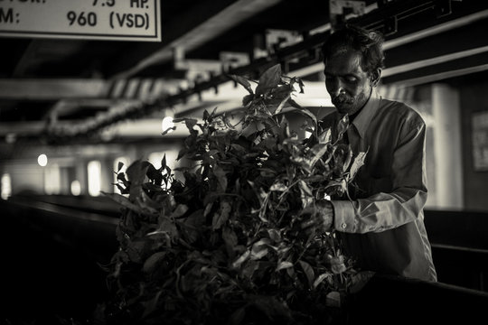 Tea factory. Worker at tea factory drying tea in Sri Lanka. Black and white photo. Selective focus.