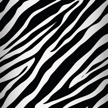 zebra animal print pattern image vector illustration design 