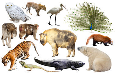 Obraz premium asia animals isolated