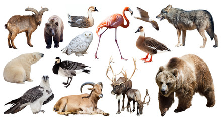 Set of bear and other european animals © JackF