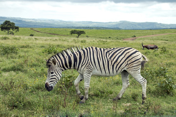 Fototapeta na wymiar Zebra Grazing on Green Grassland Landscape