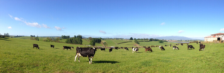 Cows in green grass. Blue sky