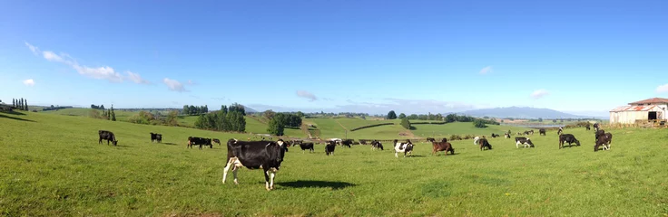 Papier Peint photo Vache Cows in green grass. Blue sky