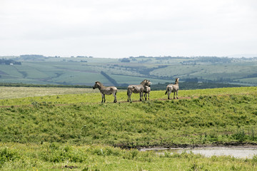  Zebra Grazing on Green Grassland Landscape