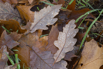 Fallen Oak Leaves Quercus robur in rain
