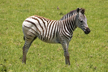 Fototapeta na wymiar Zebra Grazing on Green Grass Background