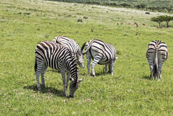 Fototapeta na wymiar Zebra Grazing on Green Grass Background