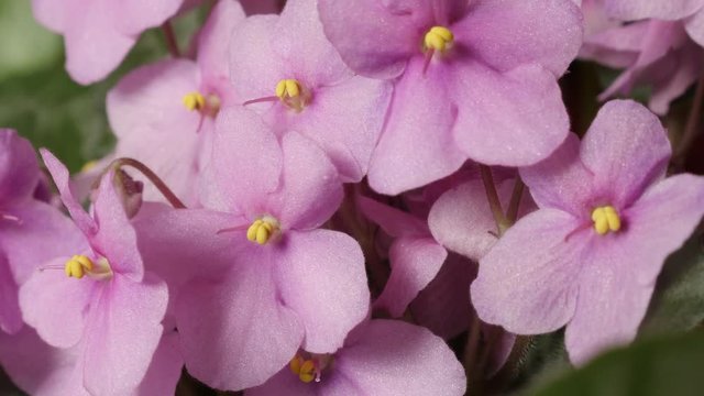 Beautiful Saintpaulia ionantha plant bud and leaves close-up 4K 2160p 30fps UltraHD slow tilt footage -   Light pink Saintpaulias African light violet tiny flower 3840X2160 UHD tilting video 