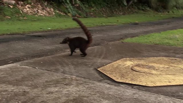 A Coatimundi