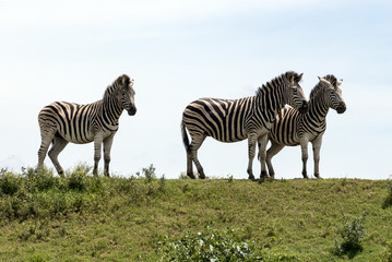 Fototapeta na wymiar Zebra Grazing on Green Grass Hill and Sky