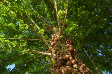 Sal of India, Couroupita guianensis more than 40 year. The Sal T