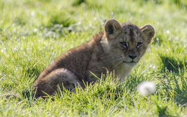 young lions