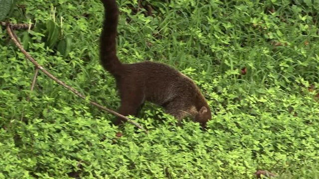 A Coatimundi