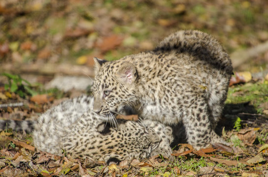 young persian leopard