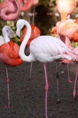 wei&szlig;er Flamingo