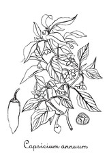 Hand drawn botanic on white background