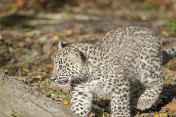 young persian leopard
