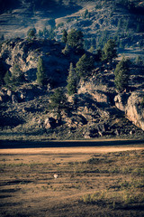 Pronghorn in Yellowstong