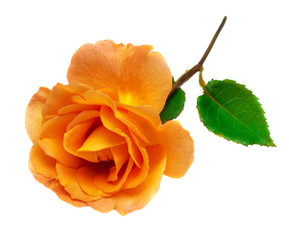 Beautiful yellow rose flower