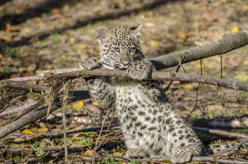 young persian leopard