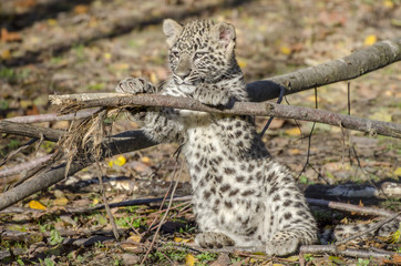 Fototapeta na wymiar young persian leopard