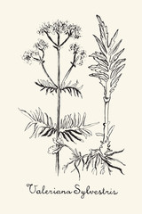 Obraz premium Ręcznie rysowane Valeriana - zioło na tle ecru