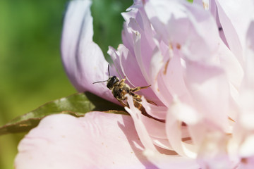 wasp on a flower of pink peony